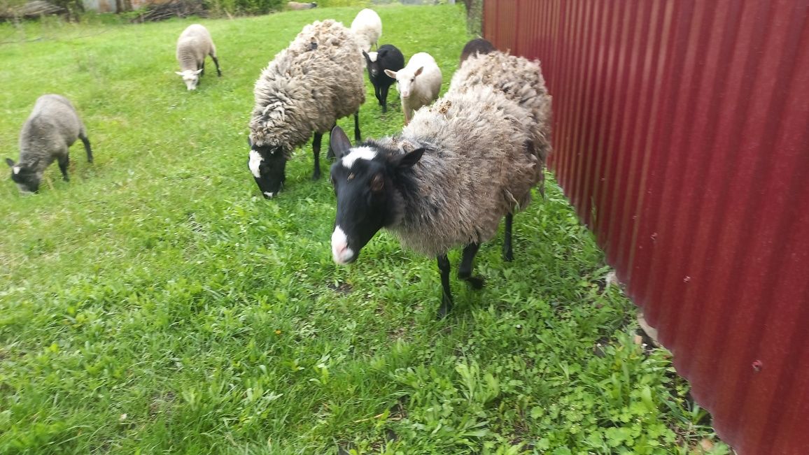 Вівці романівькі. Вівцематки з ягнятами.