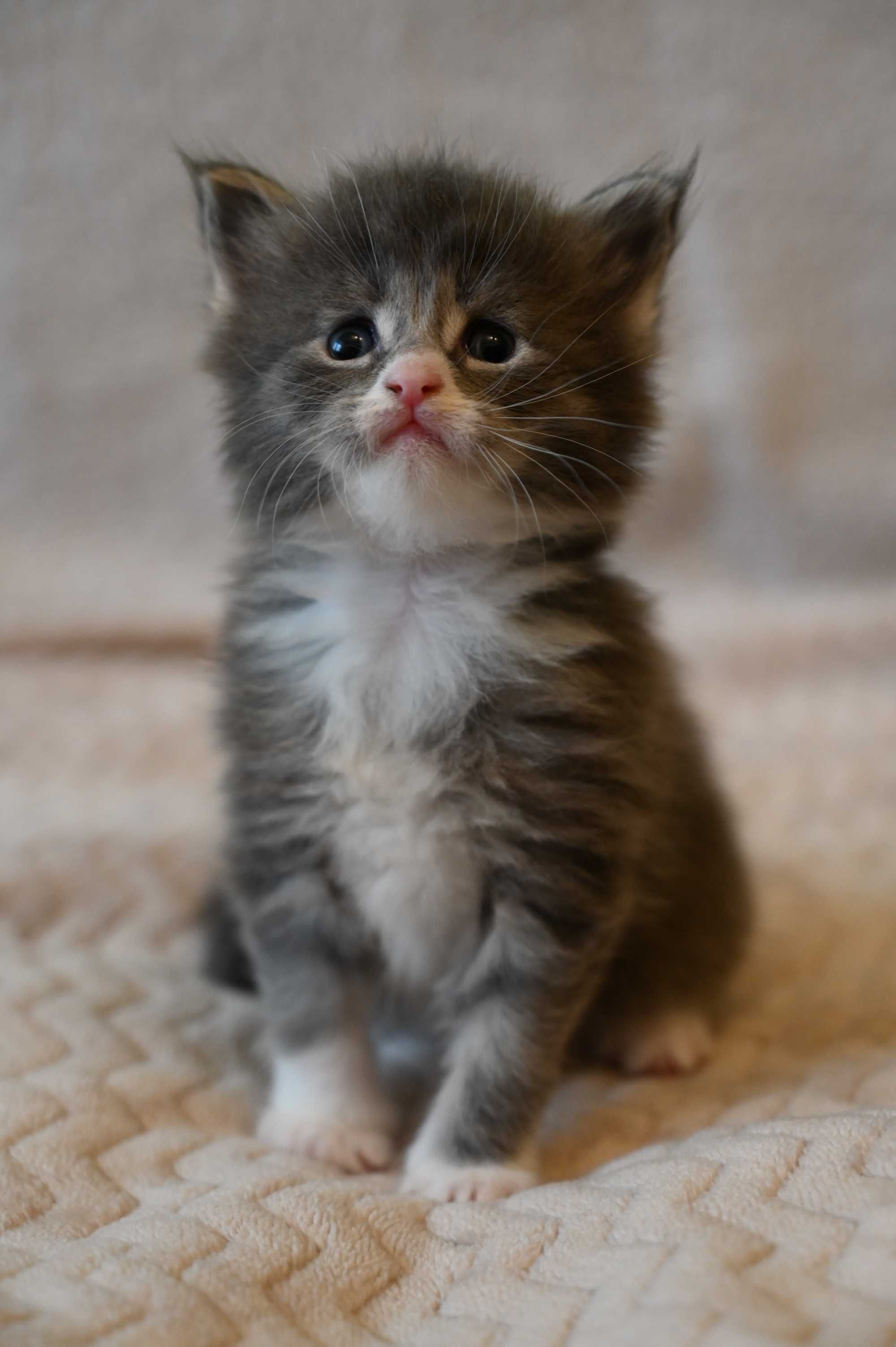 Maine Coon Kocur srebrny z białym klasycznie pręgowany