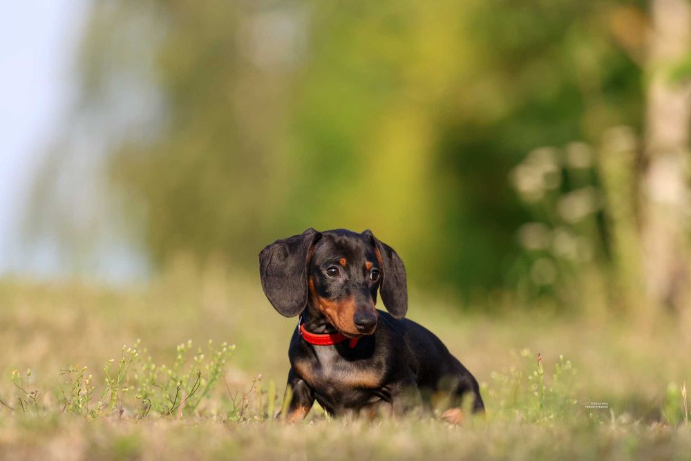 Jamnik Miniaturowy krótkowłosy piesek ZKwP FCI