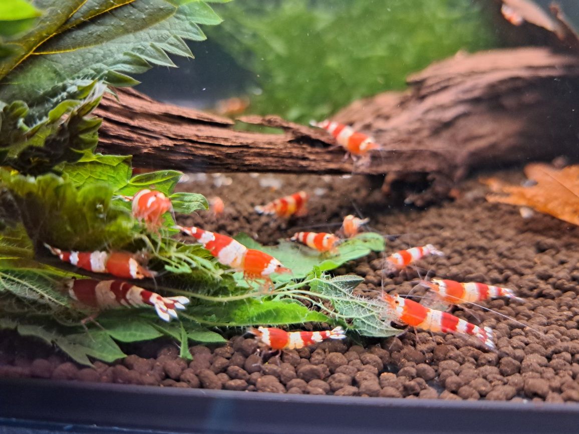 Krewetki caridina PRL