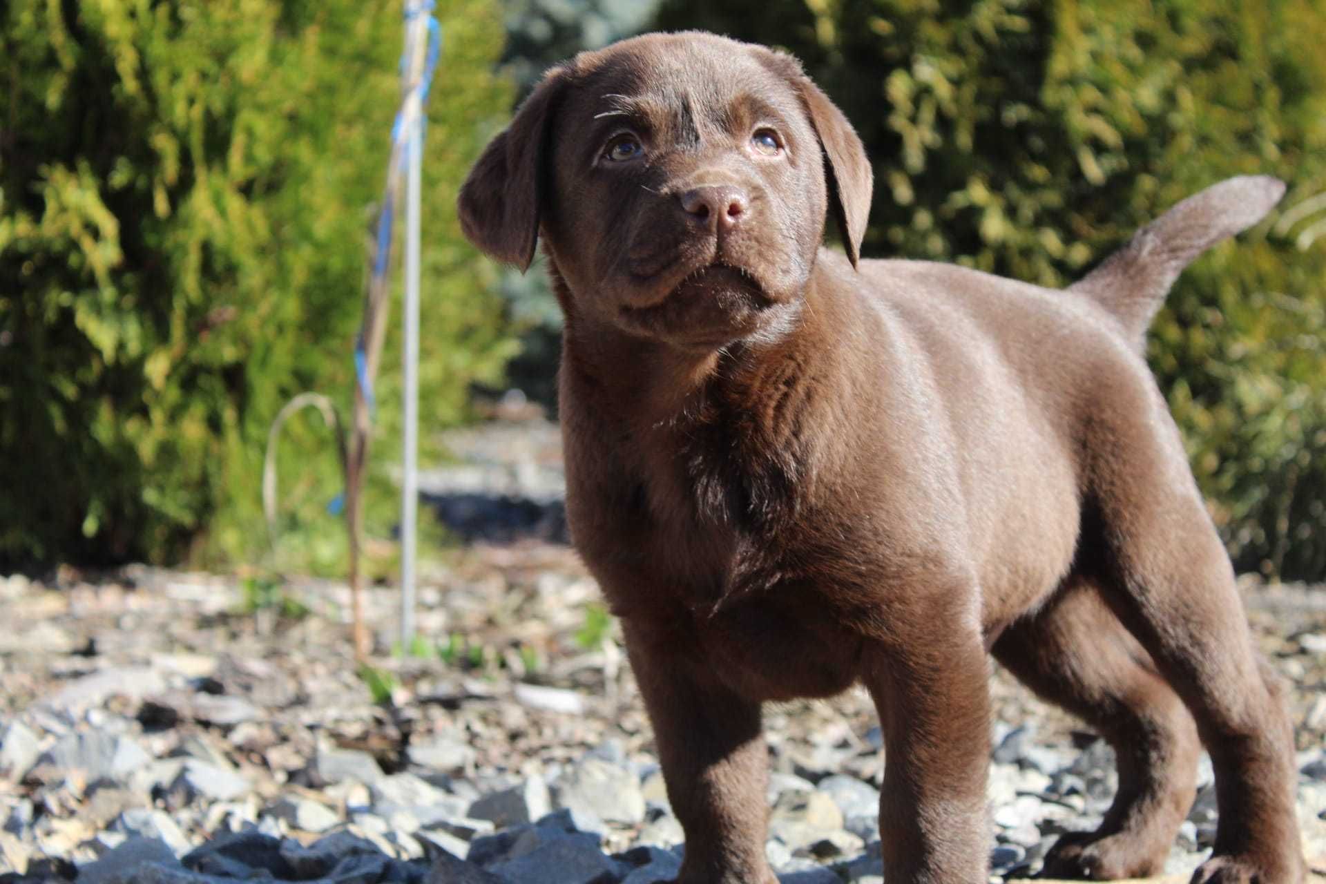 Szczeniak Labrador Retriever wybitne pochodzenie