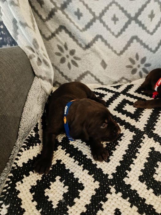 Piesek wyżeł niemiecki krótkowłosy