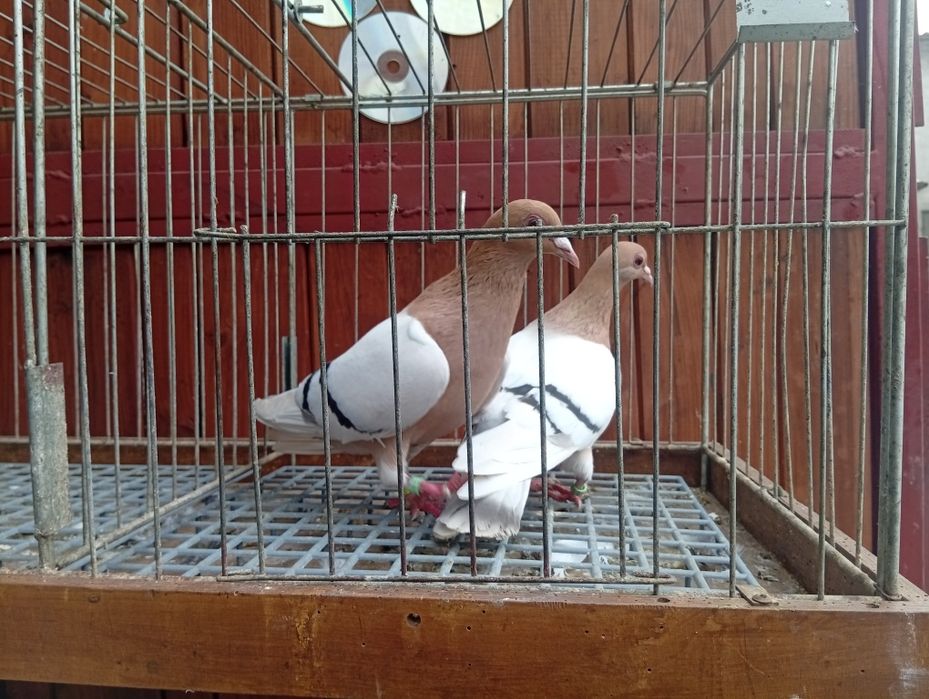 Skowronek Norymberski skowronki młynarze gołębie ozdobne