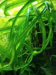 Sprzedam Cryptocoryne Balansae