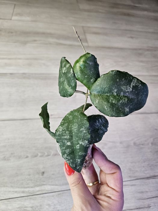 Hoya caudata Sumatra