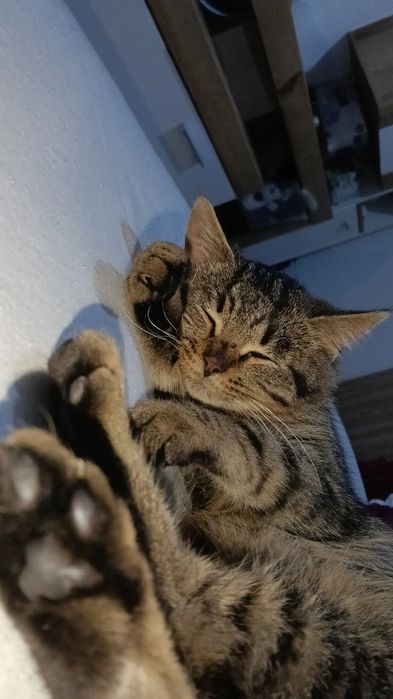 Oddam kotka w dobre ręce