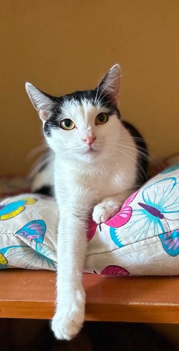 urocza kotka AGATA szuka dla siebie domu