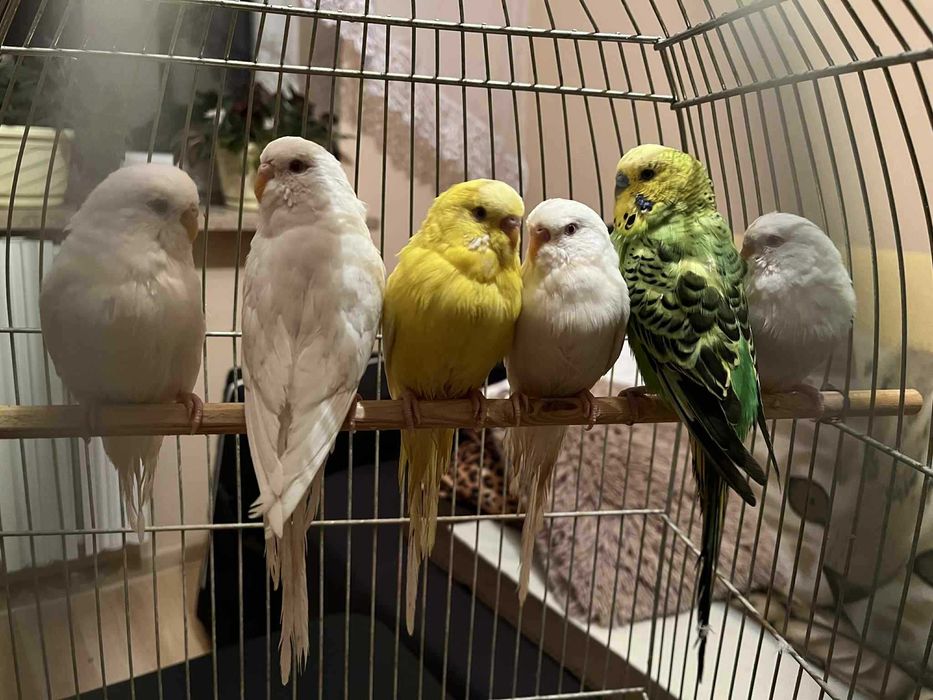 Papugi faliste młode