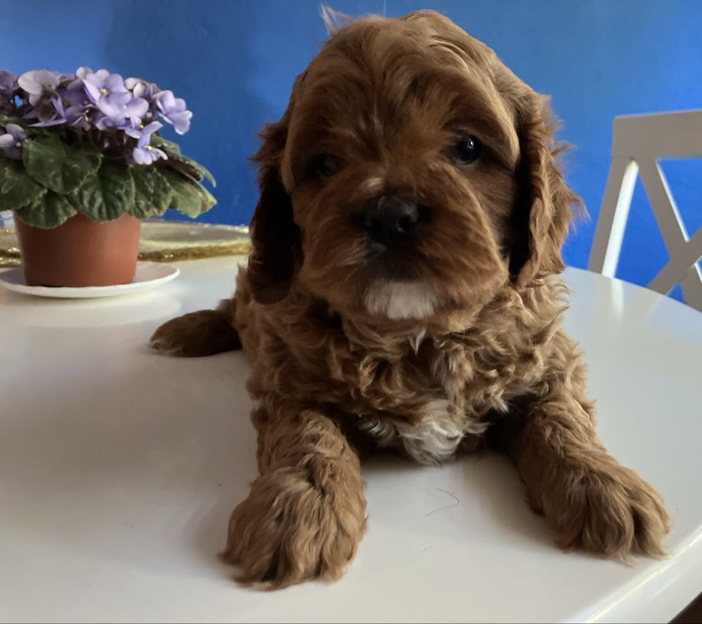 Cavapoo  suczka Sliczna