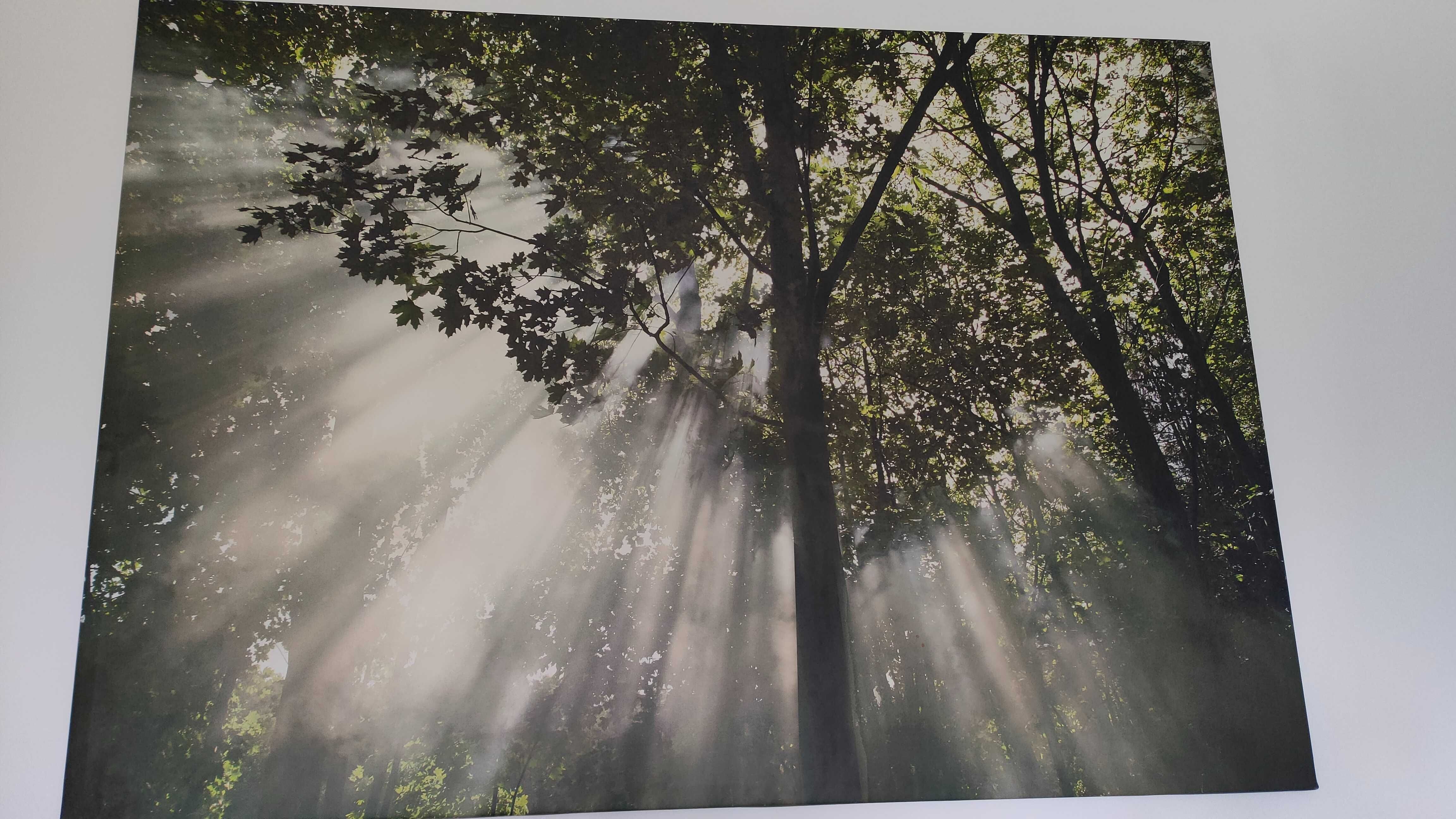 Quadro de fotografia em tela, dimensão 200cm X 140cm, Natureza