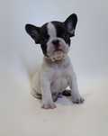 Bulldog macho 2 meses
