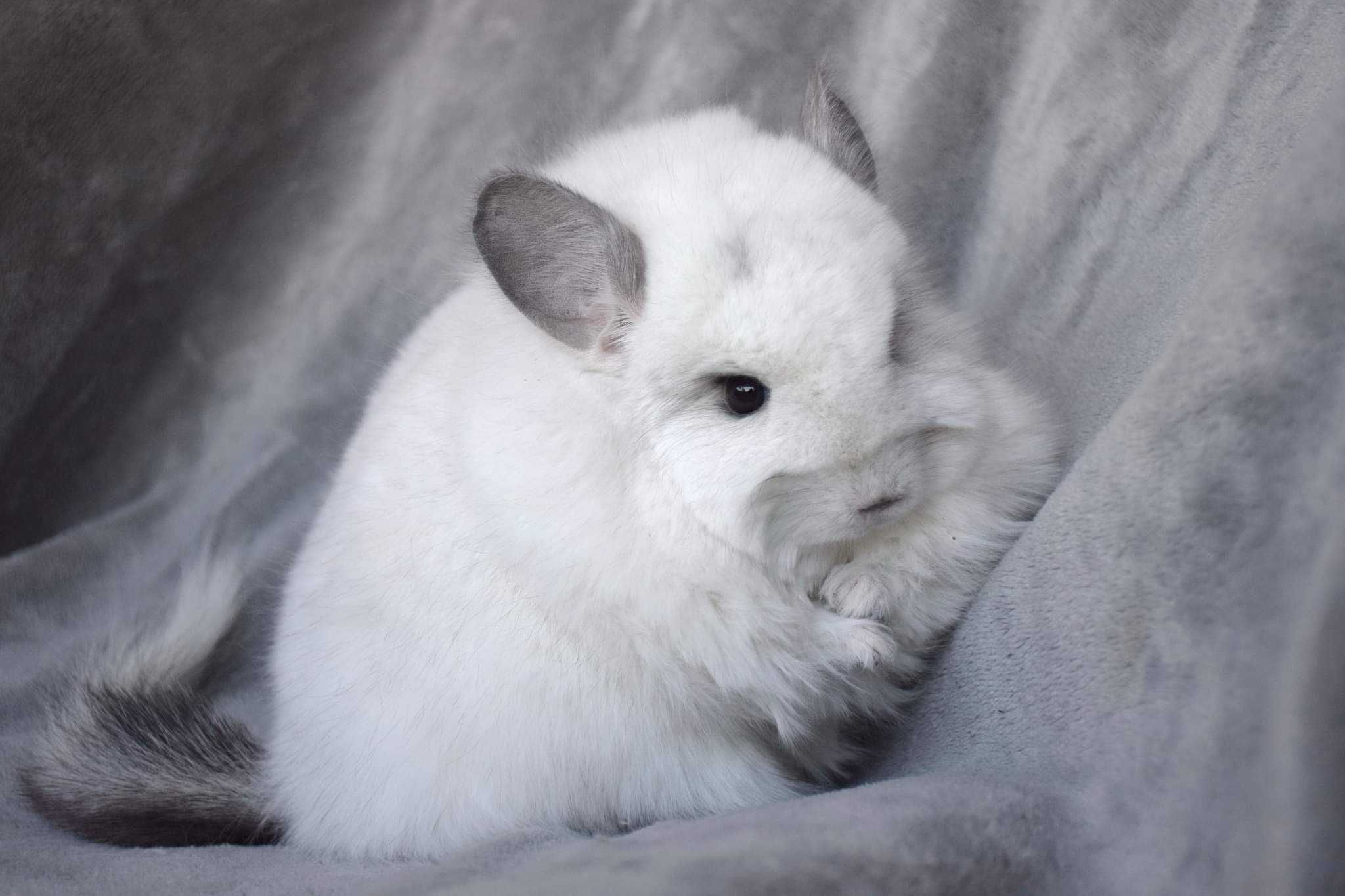 Amber Chinchillas* szynszyla domowa hodowla Angora RPA