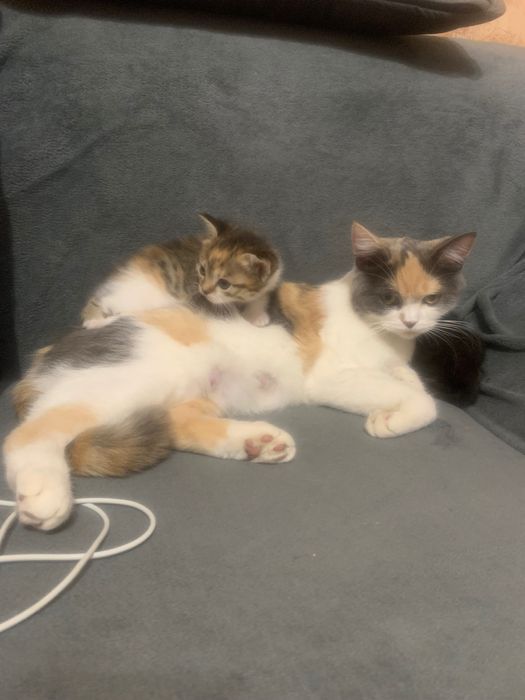 Кішка черепахового окрасу