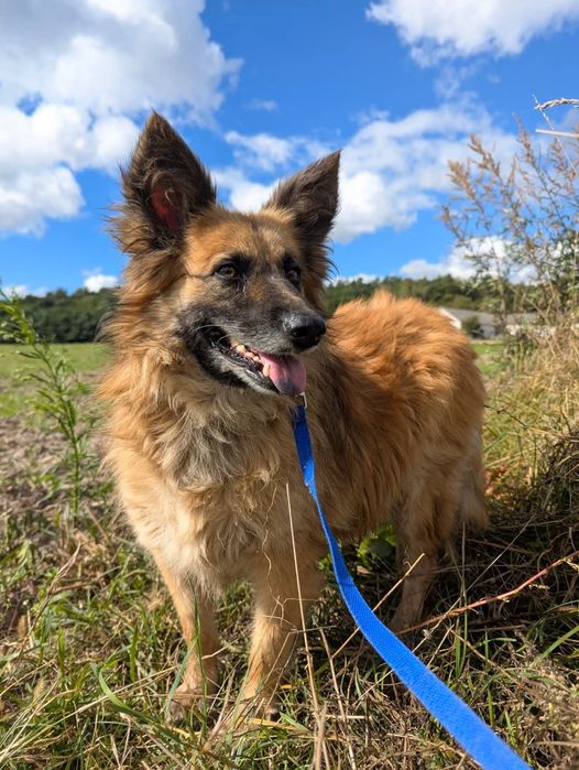 Pokochaj i adoptuj Becię!