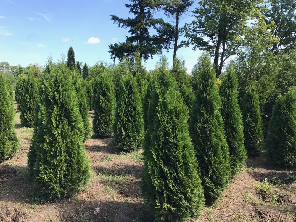 Tuja Thuja Żywotnik „Szmaragd” ok. 260-270 cm Szkółka WROCŁAW