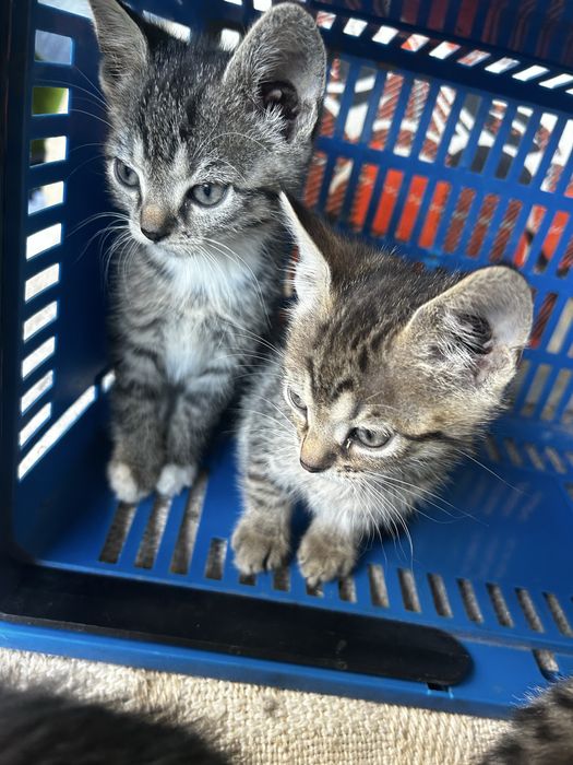 Male kotki do adopcji
