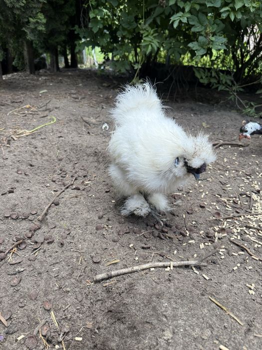 Silka/ kogut silki biały