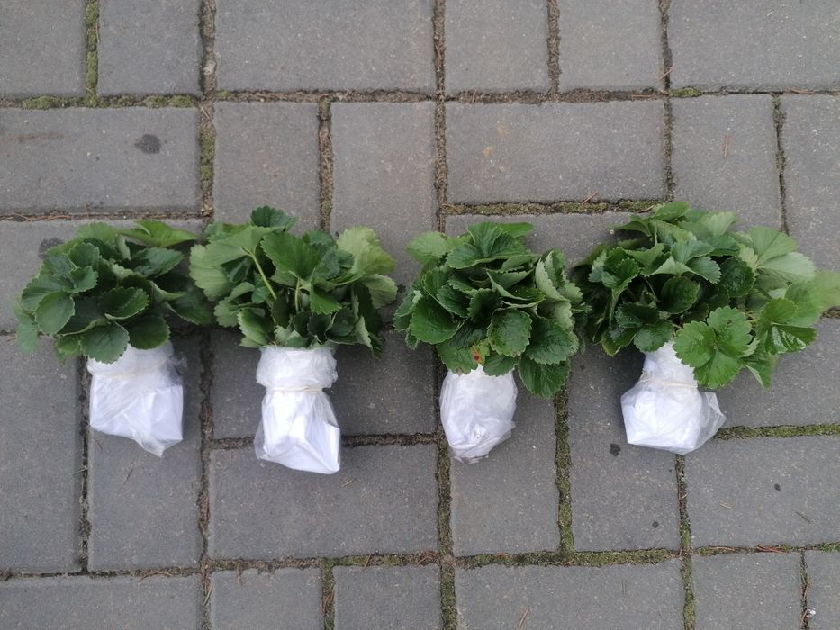 Sadzonki truskawek (eko) mix odmian. Polka, Honoeya, Senga, Kent. Sort