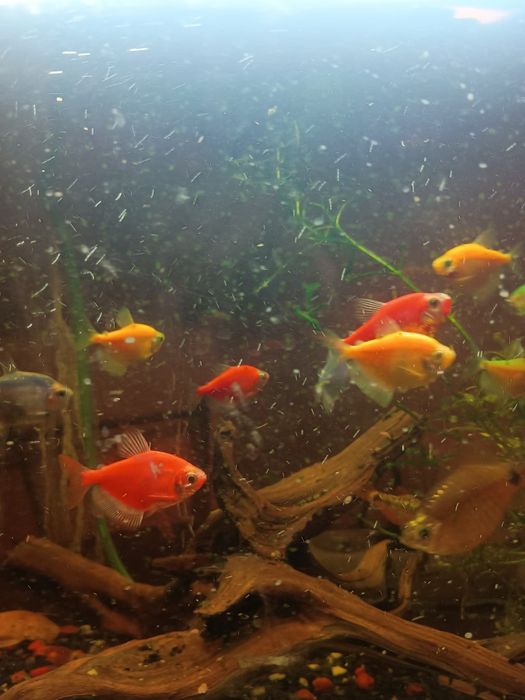 Akwarium 60l z rybkami filtrem i napowietrzaczem