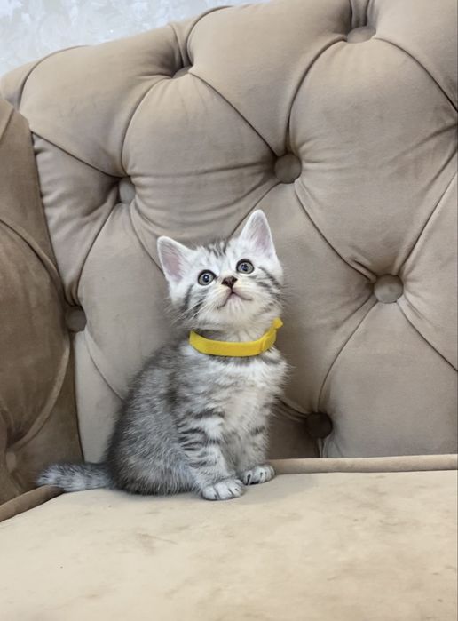 Шотландські кошенята