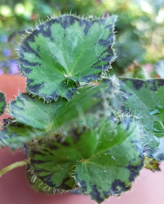 Бегонії декоративнолистяні/ Бегонии декоративнолиственные