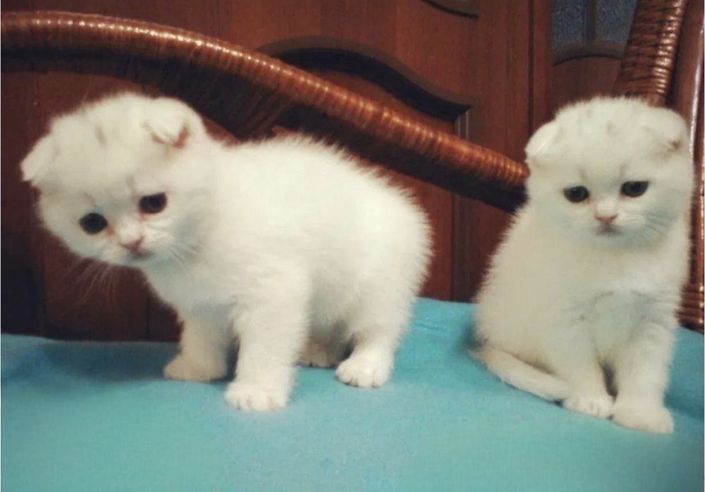 Котята вислоухие