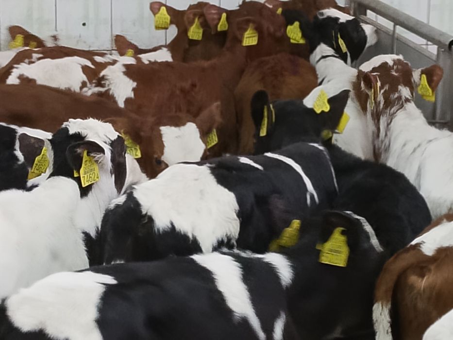 Sprzedam byczki ze zdjęcia samodzielne.