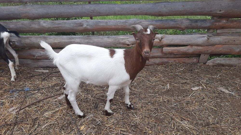 Молодая коза.  Козы. Бурская с ламанчей.