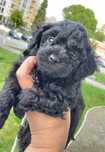 Caniche podle toy