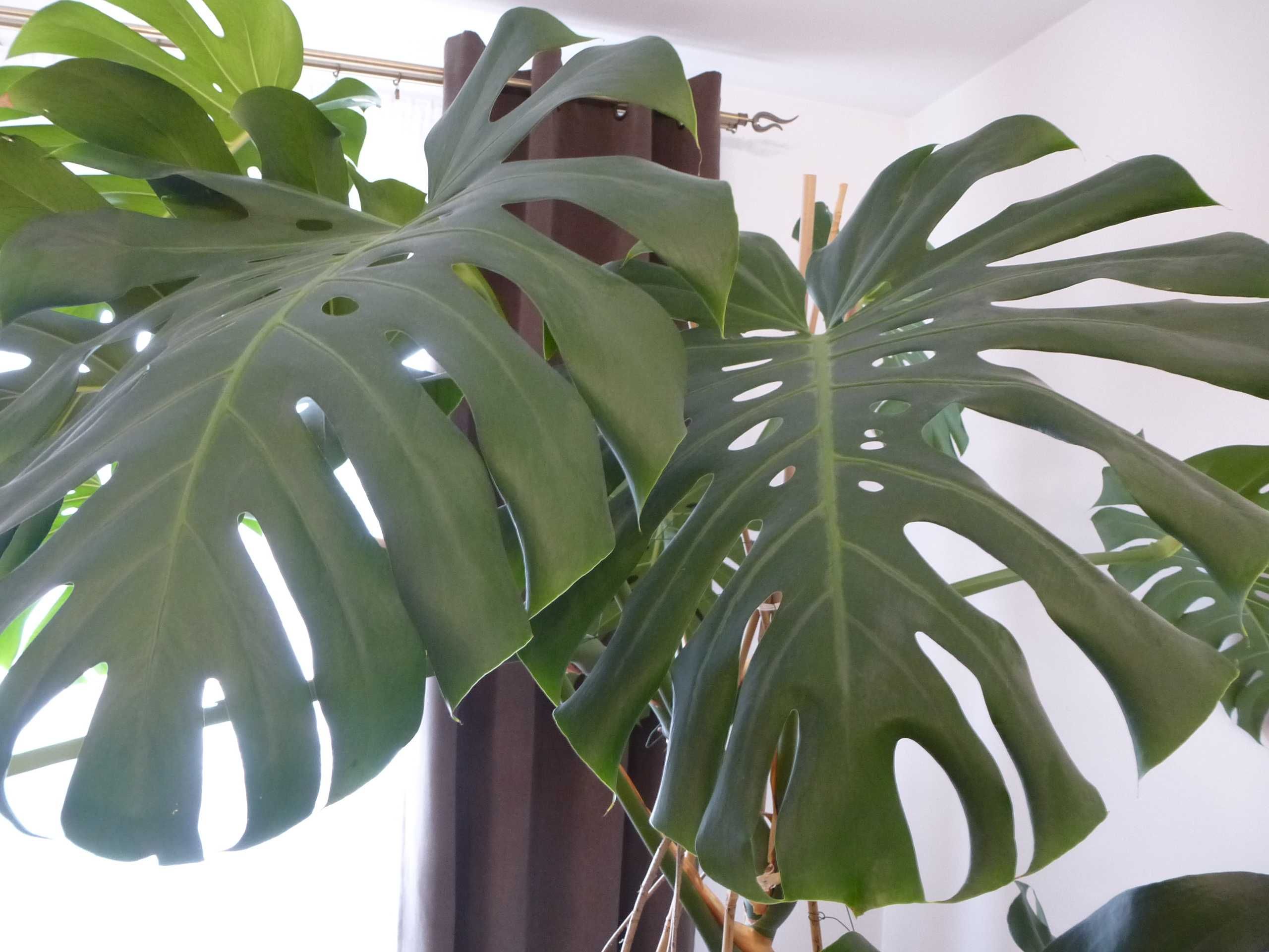 Monstera Filodendron  zaproponuj cenę