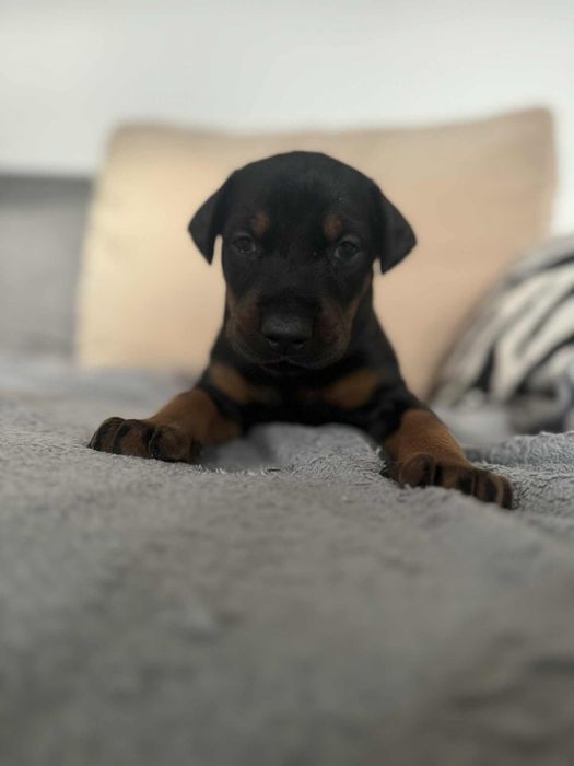 Szczeniaki Doberman
