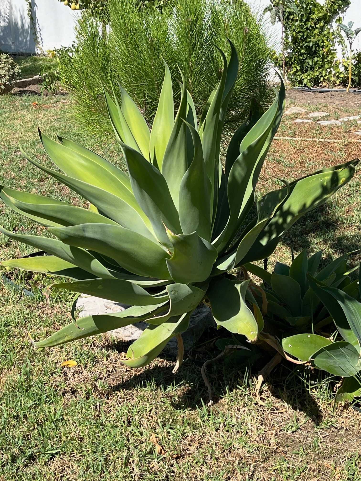 Agave GRANDE. Agave Attenuata ou Dragão