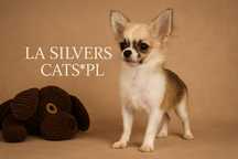 Chihuahua długowłosy chłopczyk