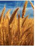 Продам пшеницу с доставкой домой по Запорожской области.