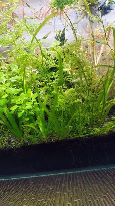 akwarium kostka optiwhite  19L