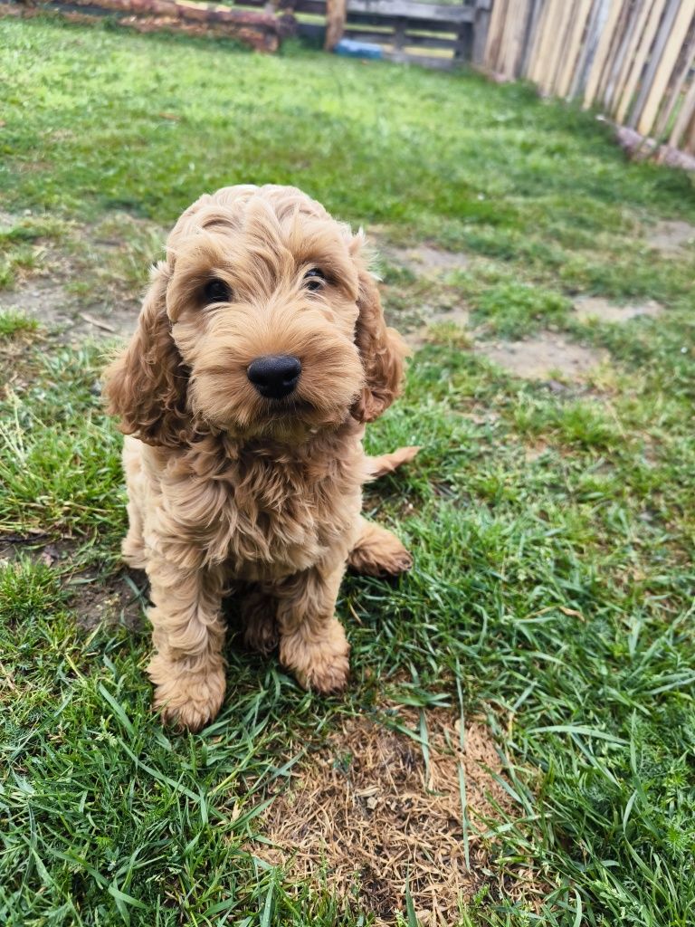 Cockapoo F1 Śliczny chłopak-BADANIA