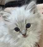 Ragdoll kotek Teddy kocurek