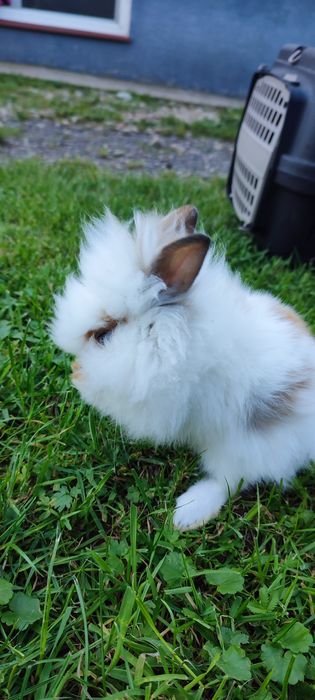 Левоголовий декоративний кролик