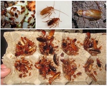 Сверчки банановый сверчек