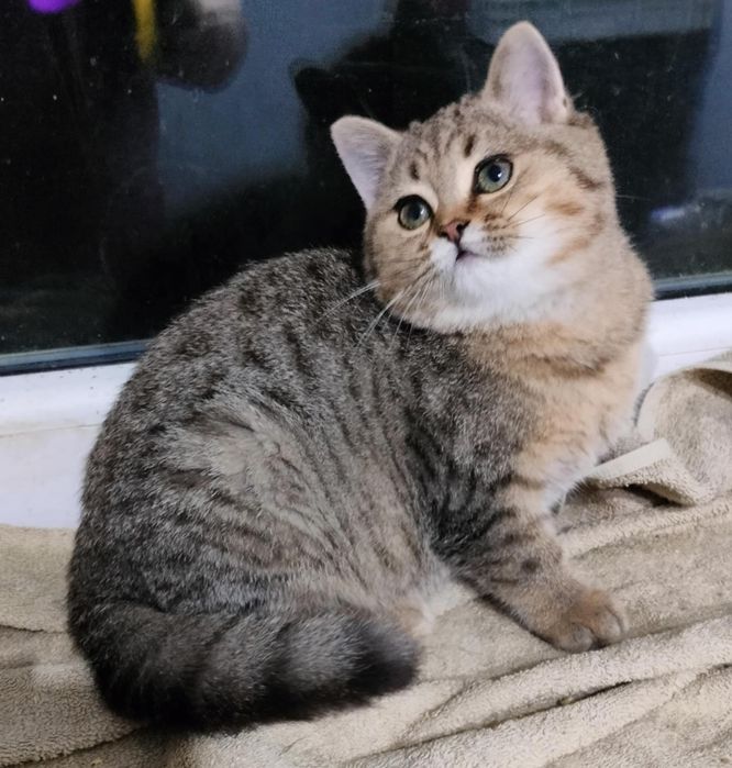 Kocurek brytyjski czarne złoto