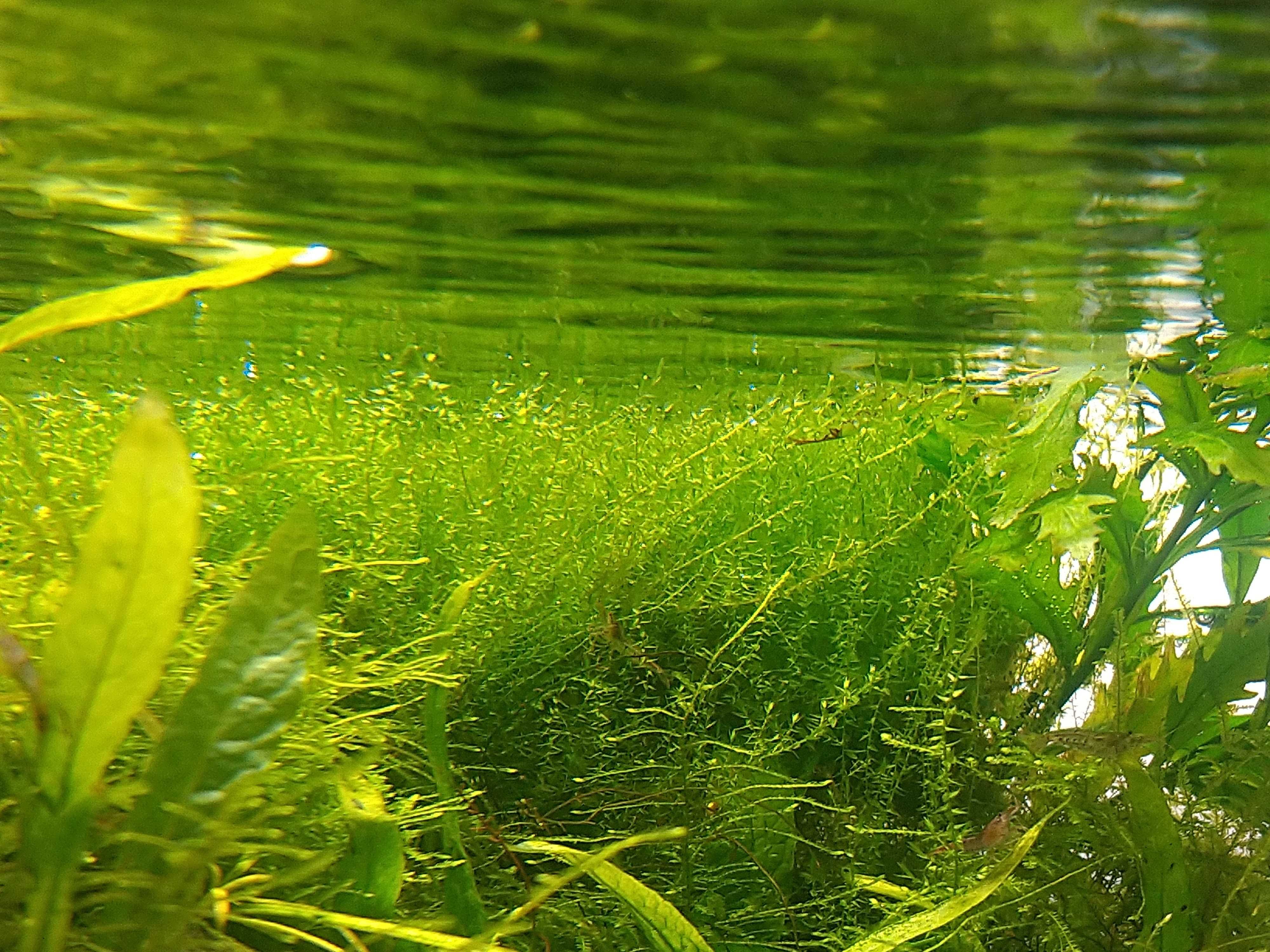 Mech stringy moss Mech do akwarium