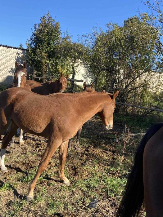 Sprzedam ogiera Tajfuna