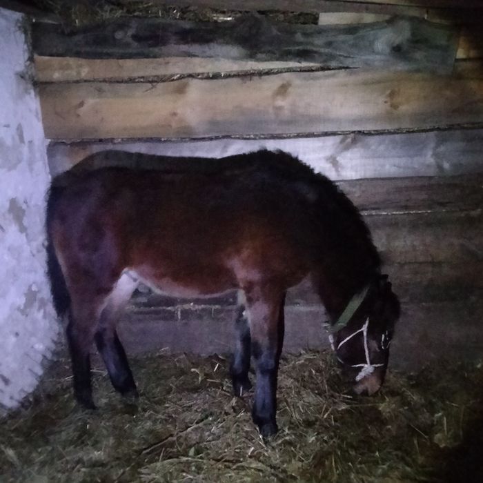 Лоша дев'яти місячне