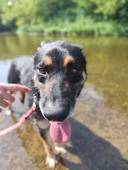 Tary, cudowny przytulak szuka domu