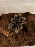 Caribena versicolor i kędziorek