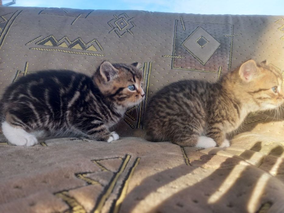 маленькі кошенятя