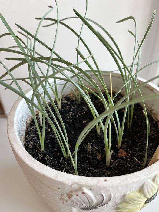 Лилия Шарона. Панкраций морской.