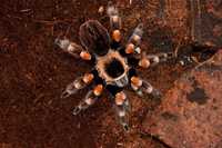 Паук - птицеед Brachypelma smithi / Брахипельма смити