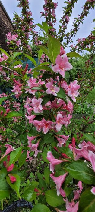 Вейгела рожева, саджанці.