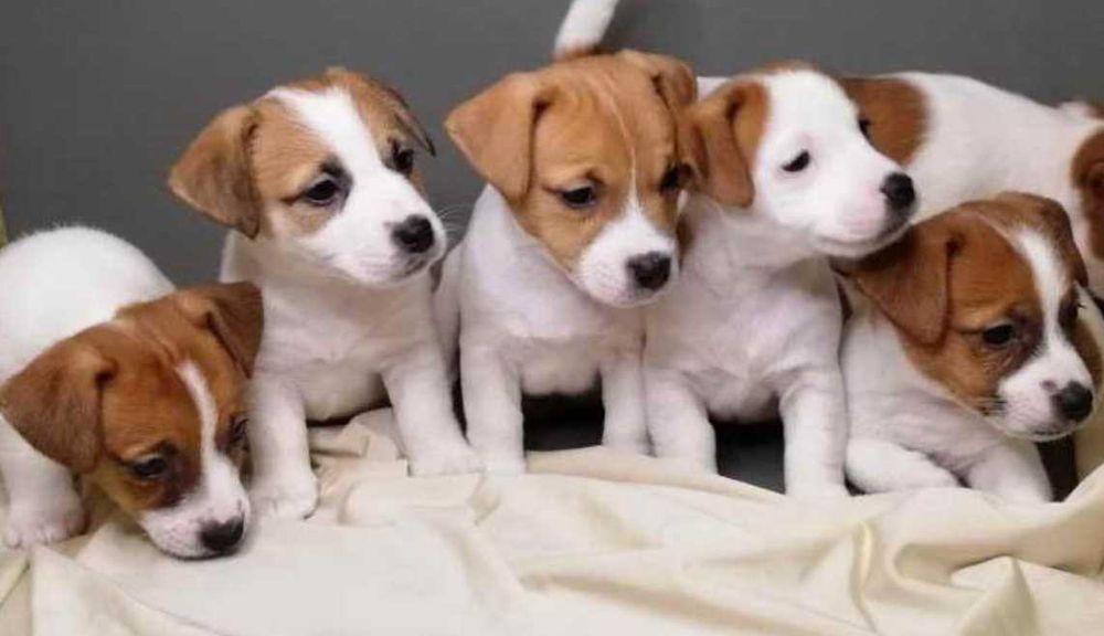 Джек Рассел терьер